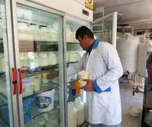 باور خطرناک درمورد شیر؛ چرا جوشاندن، آفلاتوکسین را از بین نمی برد؟