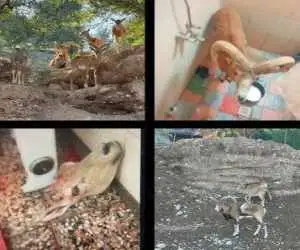 بازداشت سارقان بزهای کوهی باغ وحش دزفول  -  یک راس سلاخی شده بود