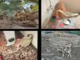 بازداشت سارقان بزهای کوهی باغ وحش دزفول  -  یک راس سلاخی شده بود