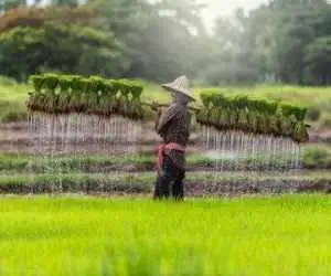 قیمت برنج در هند بالا رفت -  قیمت هر کیلو برنج در بازار بزرگترین صادرکننده برنج جهان چقدر است؟