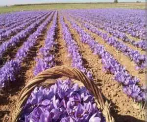 و ناگهان، زعفران... -  درموردک اتفاق مبارک در حوالی مبارکه