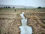 امنیت غذایی زیر فشار هدررفت آب  -  چرا اسناد بالادستی به برنامه  ریزی موثر در کشاورزی نرسیده  است؟