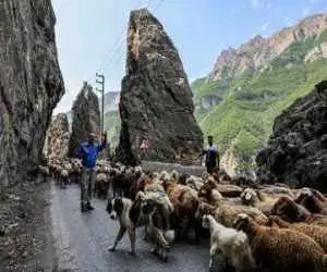 جاده چالوس فردا به مدت 15 ساعت برای عبور احشام بسته است