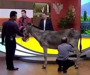 از دوشیدن شیر الاغ در صداوسیما تا ادعای خواص درمانی آن  -  متخصص تغذیه به ادعاهای جالب پاسخ می دهد