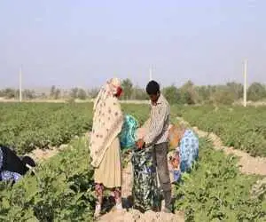 اجرای طرح مقابله با ناامنی غذایی در 2 شهر  -  در شرایط جنگ کمبود مواد غذایی نداشتیم