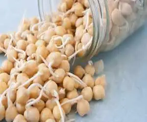 8 خاصیت شگفت انگیز جوانه نخود + درست کردن
