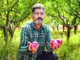 عطر ناب رزق  -  روایتی تصویری از تکاپوی کشاورزان و باغداران در فصل برداشت محصولات