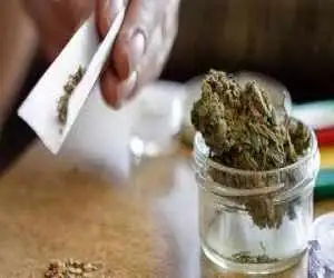 ماده مخدر گل بی خطر نیست؛ از اضطراب و توهم تا وابستگی به مصرف