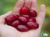 یافته جدید دانشمندان درمورد تأثیر آب زغال اخته بر سلامت دندان - کاهش 44 درصدی باکتری های پلاک دندان با آب زغال اخته قرمز