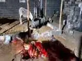کشف 100 کیلوگرم گوشت الاغ بسته بندی شده در یک واحد دامداری در ساوه